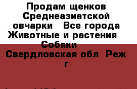 Продам щенков Среднеазиатской овчарки - Все города Животные и растения » Собаки   . Свердловская обл.,Реж г.